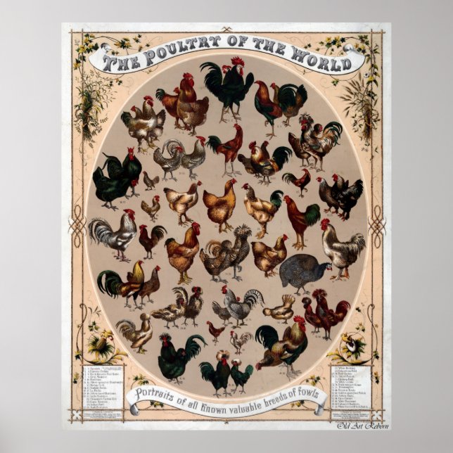 Poultry Of The World Poster (Front)