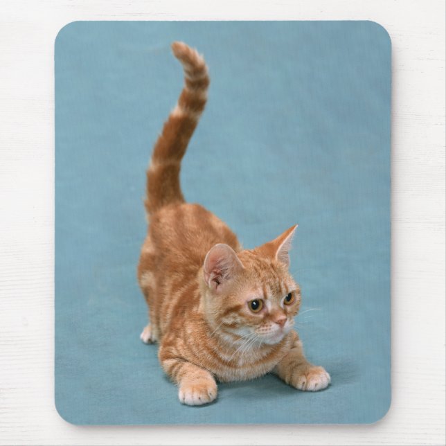 Pouncing Kitten Mouse Pad (Front)