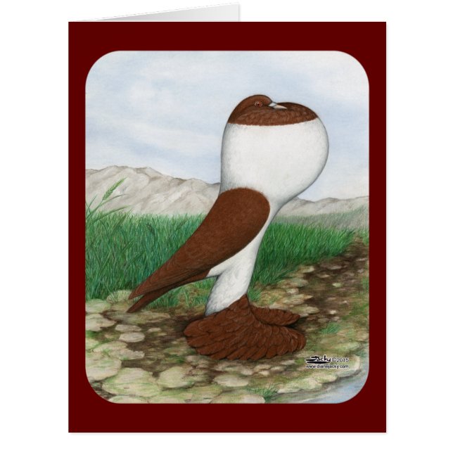 Pouter Pigeon Red Hana (Front)