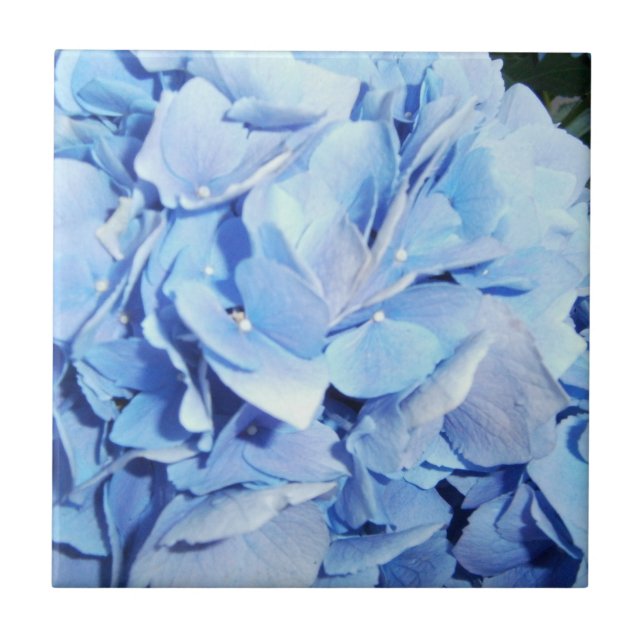 Powder Blue Hydrangea Tile (Front)