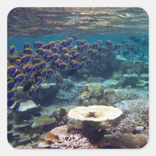 Powder Blue Surgeon Fish Square Sticker