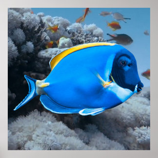 Powder Blue Tang Poster