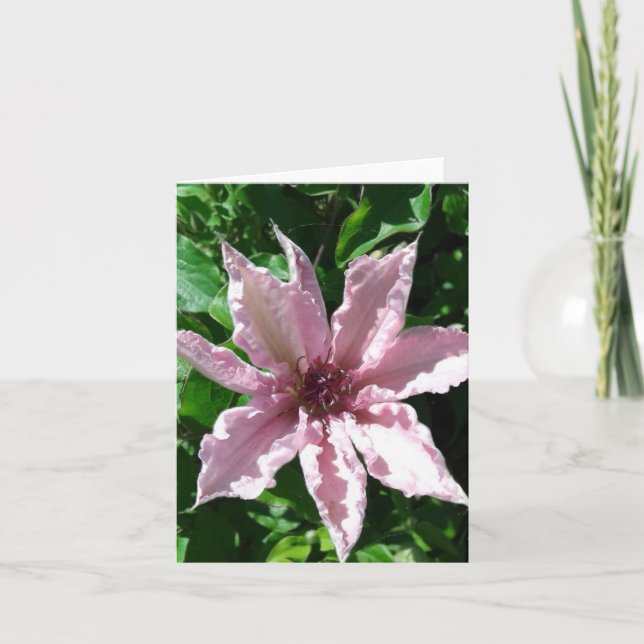 Powder Pink Clematis Flower Folded Greeting Card (Front)