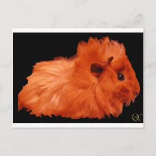 Powder Puff Postcard