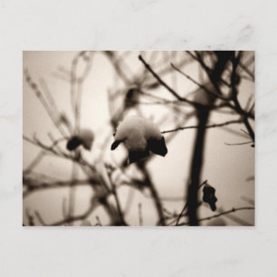 Powdered Snow Postcard