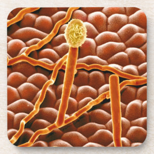 Powdery Mildew Fungus on Poinsettia Coaster