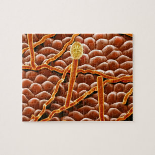 Powdery Mildew Fungus on Poinsettia Jigsaw Puzzle