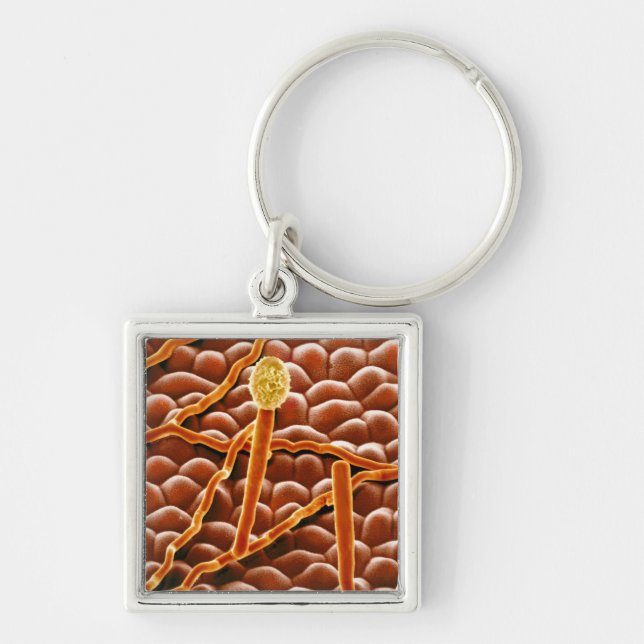 Powdery Mildew Fungus on Poinsettia Key Ring (Front)