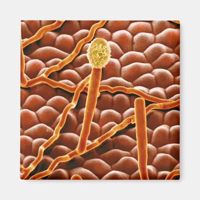 Powdery Mildew Fungus on Poinsettia Magnet (Front)