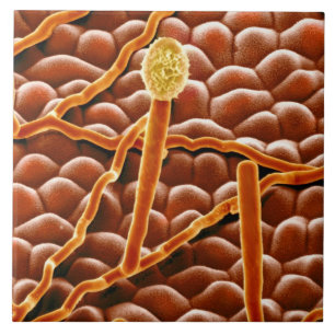 Powdery Mildew Fungus on Poinsettia Tile