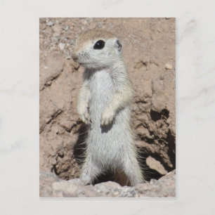 Power Ranger Squirrel Postcard