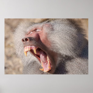 Power Unleashed - Male Baboon's Impressive Teeth Poster