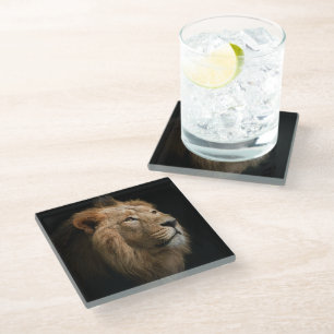 Powerful Lion Portrait with Dark Background Glass Coaster