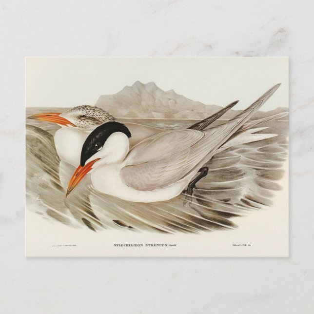 Powerful Tern by Elizabeth Gould Postcard (Front)