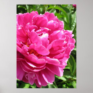 Practically Perfect Peony Poster