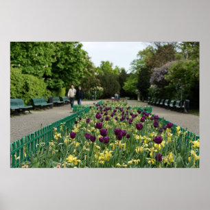 Prague Park Tulips - Purple & Yellow Spring Blooms Poster