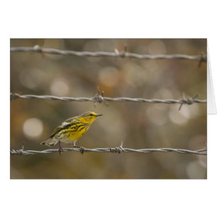 Praire Warbler