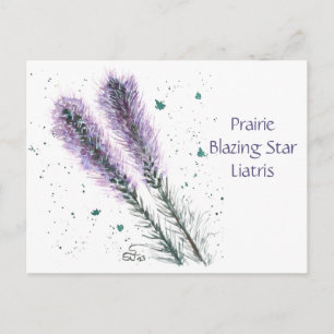 Prairie Blazing Star Post Card