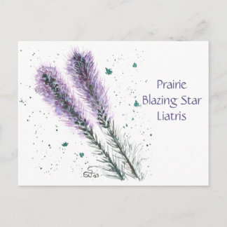 Prairie Blazing Star Post Card 
