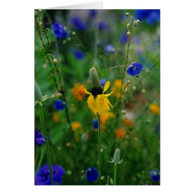 Prairie Coneflower (Front)