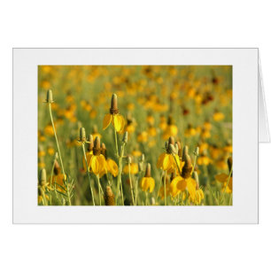 Prairie Coneflowers