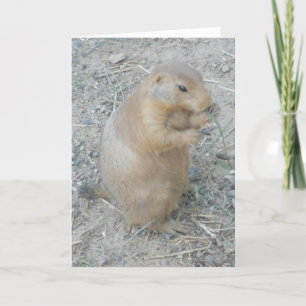 "Prairie Dog #1" Thank You Card