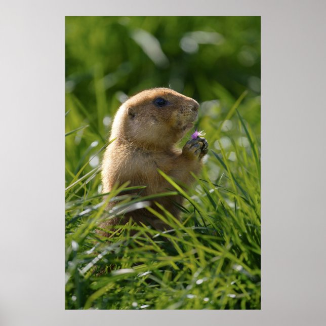 Prairie Dog and the Purple Bloom Poster (Front)