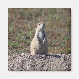 Prairie Dog at Badlands National Park, Interior SD Magnet