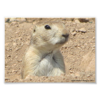 Prairie Dog at San Angelo State Park in San Angelo Photo Print