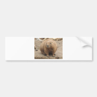 prairie dog bumper sticker