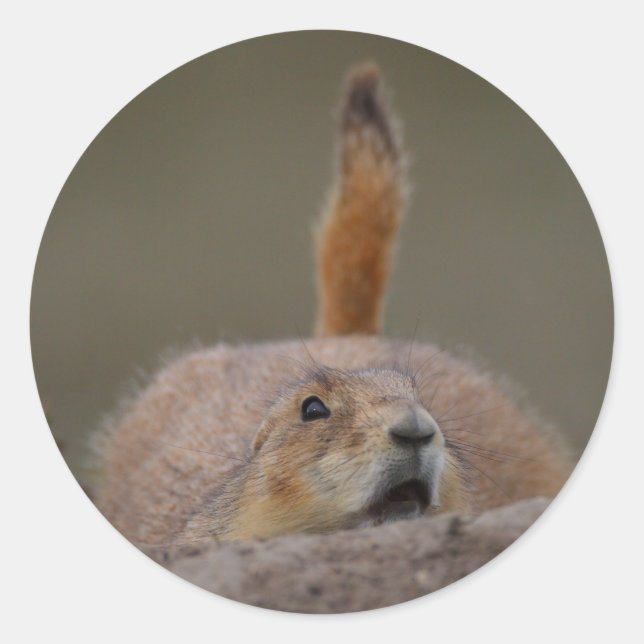 prairie dog classic round sticker (Front)