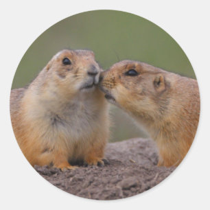 prairie dog classic round sticker