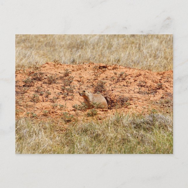Prairie Dog, Devil's Tower National Monument, WY Postcard (Front)