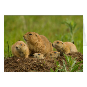 Prairie Dog Family on Den