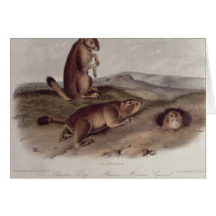 Prairie Dog from 'Quadrupeds of North America'