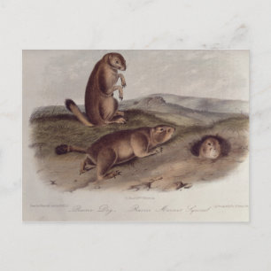 Prairie Dog from 'Quadrupeds of North America' Postcard