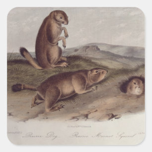 Prairie Dog from 'Quadrupeds of North America' Square Sticker