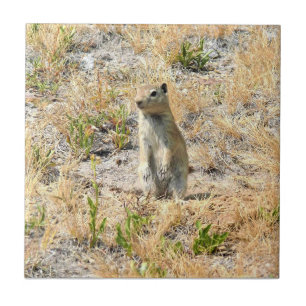 Prairie Dog in Yosemite, CA Ceramic Tile