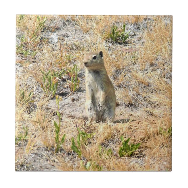 Prairie Dog in Yosemite, CA Ceramic Tile (Front)