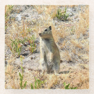 Prairie Dog in Yosemite, California Glass Coaster