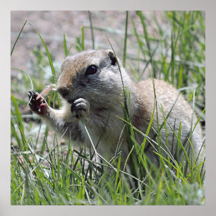 Prairie Dog Lunch Break Poster