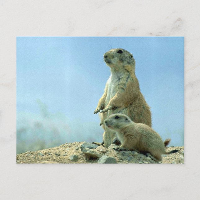 Prairie Dog Mother And Baby Postcard (Front)