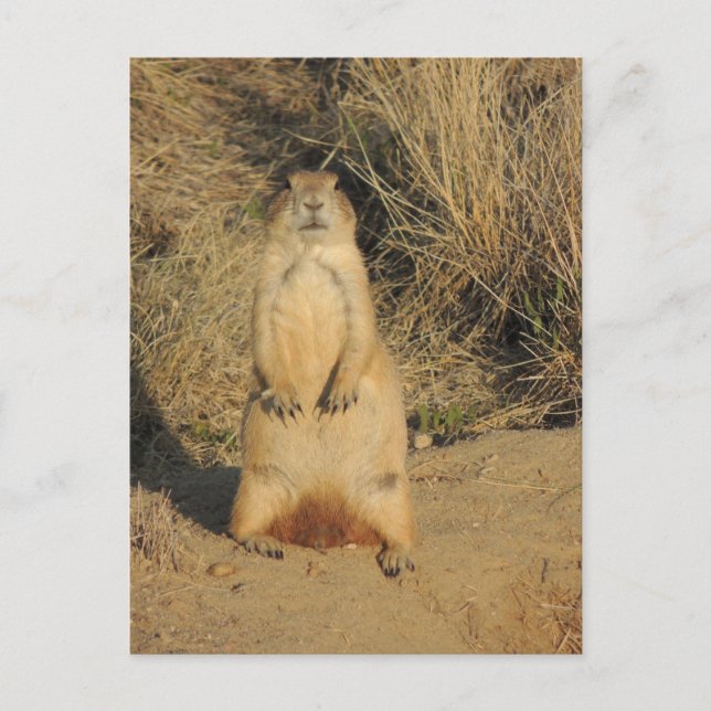 Prairie Dog Postcard (Front)