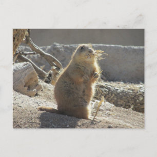 Prairie Dog Postcard