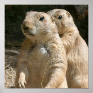 Prairie Dog Poster Print