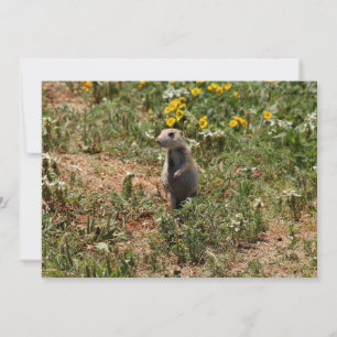 Prairie Dog Solo Card