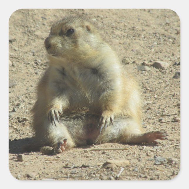 Prairie Dog Stickers (Front)
