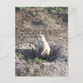prairie dog, wildlife, cute critter, Wichita Mnts Postcard