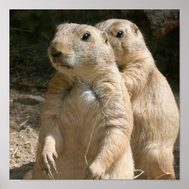 Prairie Dogs Poster Print (Front)