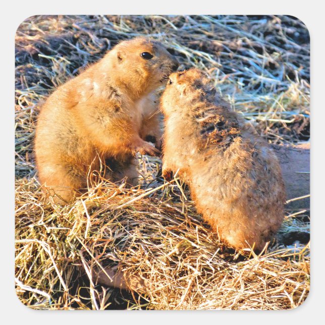 PRAIRIE DOGS SQUARE STICKER (Front)